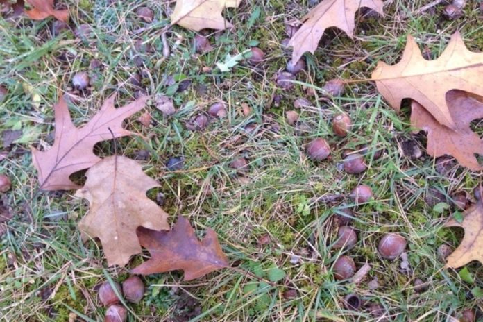 Little Acorns