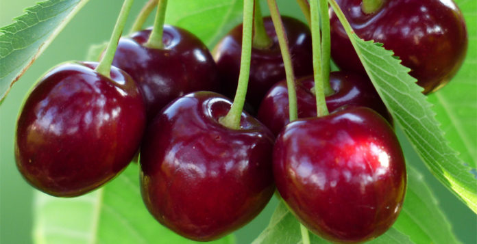 Cherries